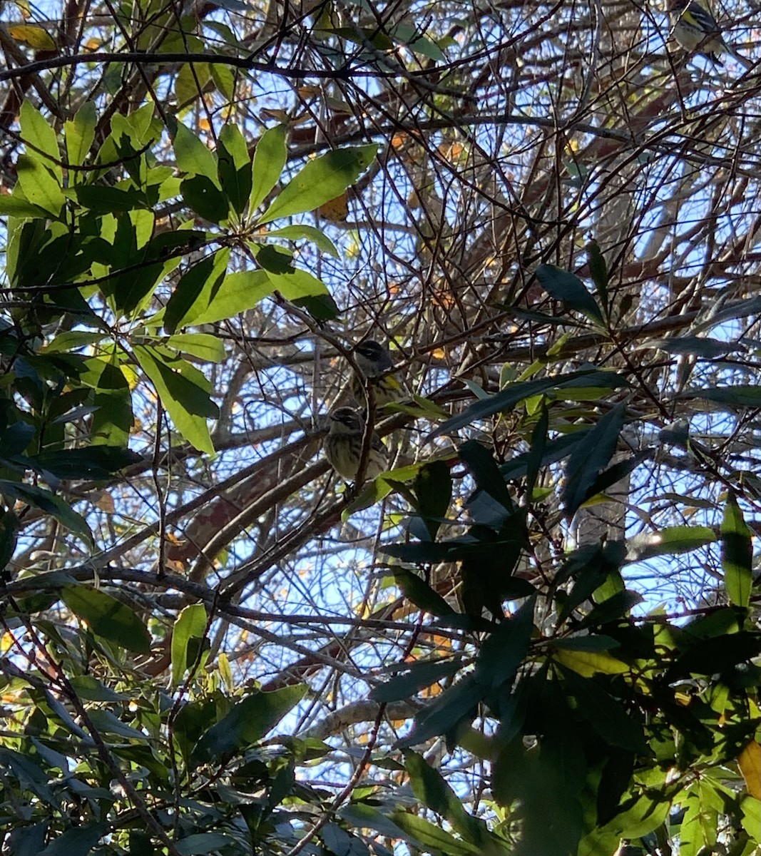 Yellow-rumped Warbler - ML647102504