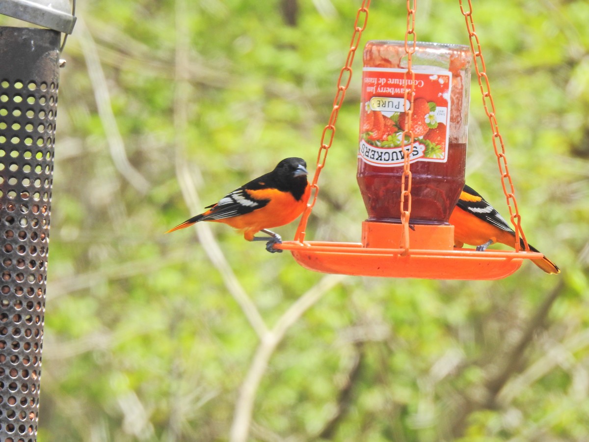 Baltimoretrupial - ML647102507