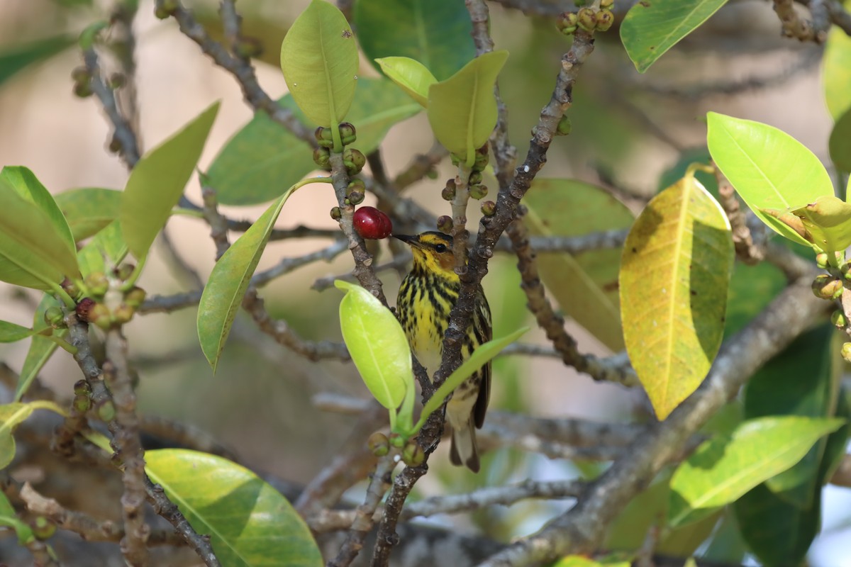 Cape May Warbler - ML647102512