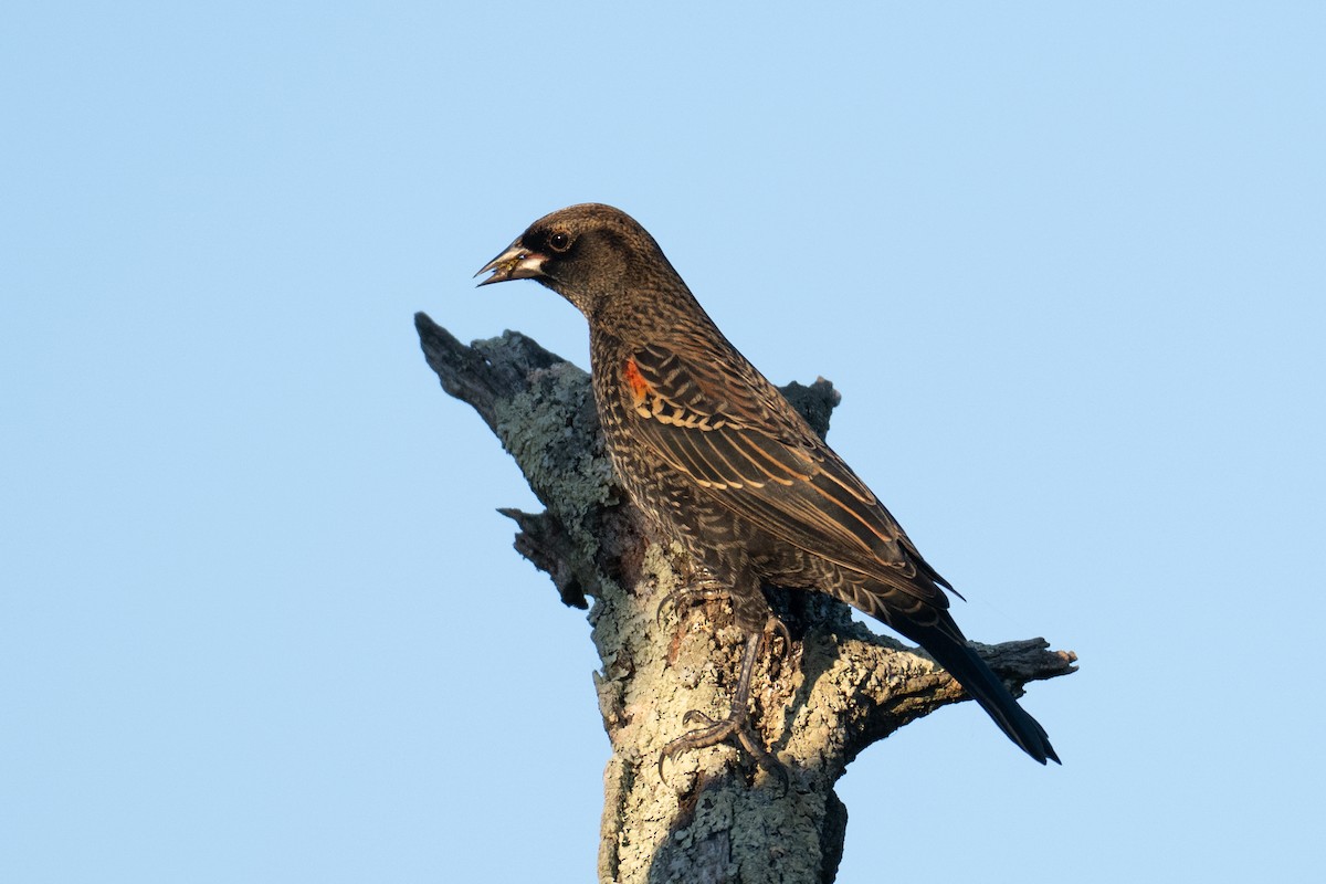 Красноплечий трупиал - ML647102513