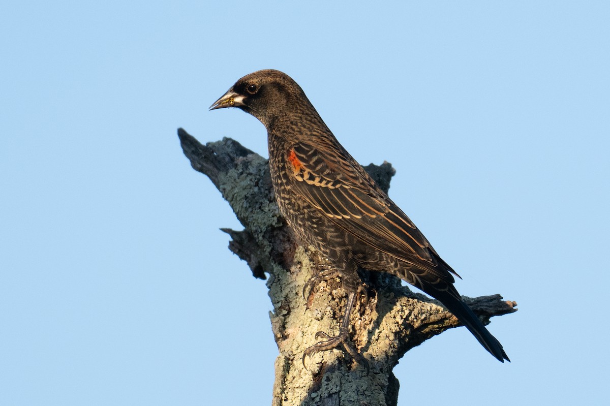 Красноплечий трупиал - ML647102523