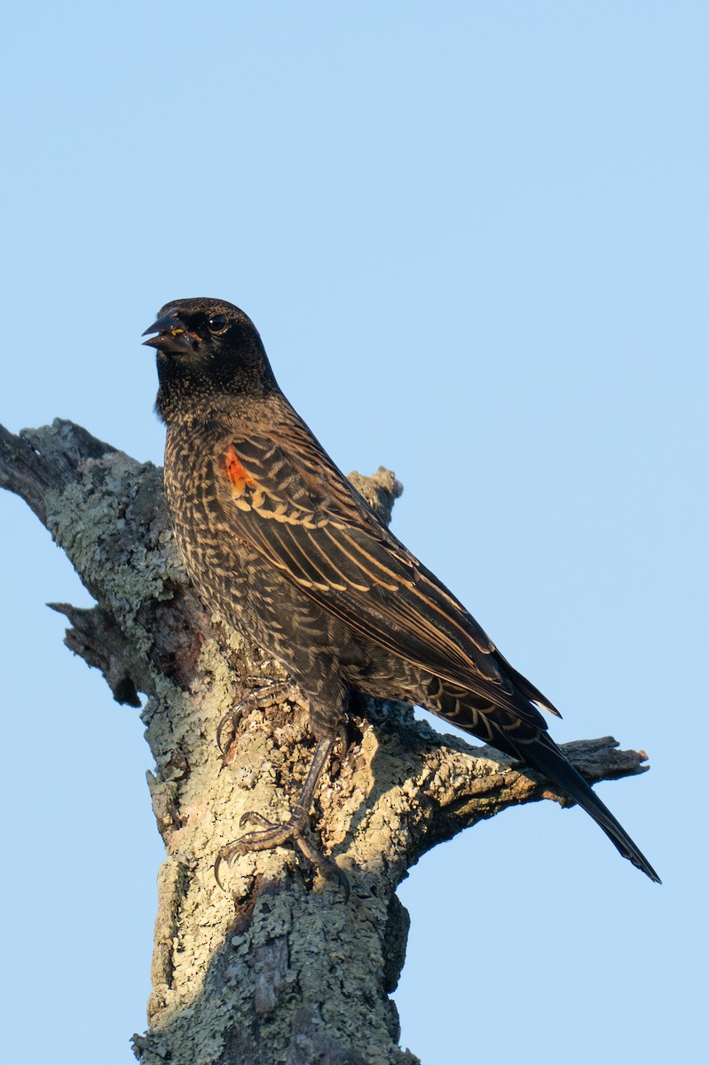 Красноплечий трупиал - ML647102532