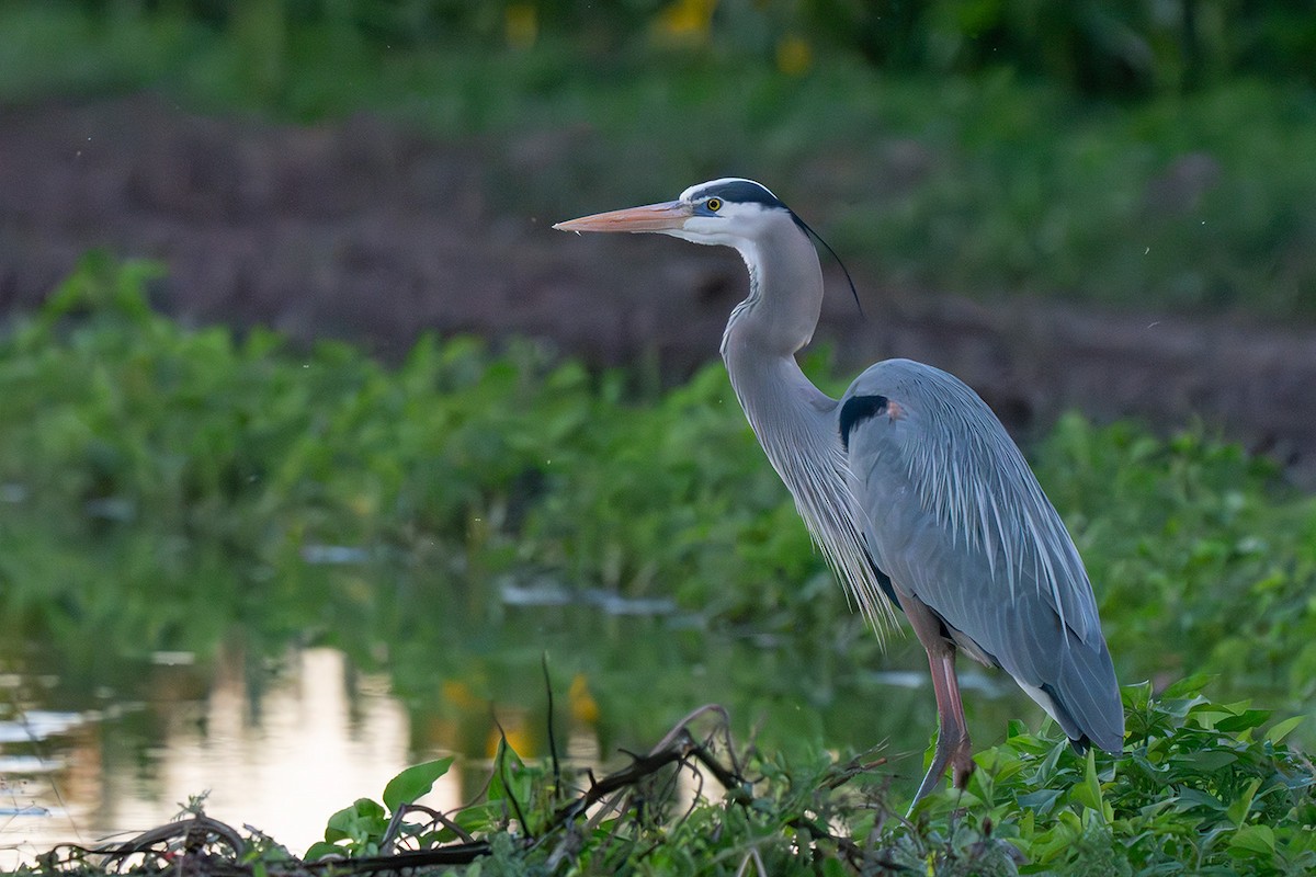 Great Blue Heron - ML647102557