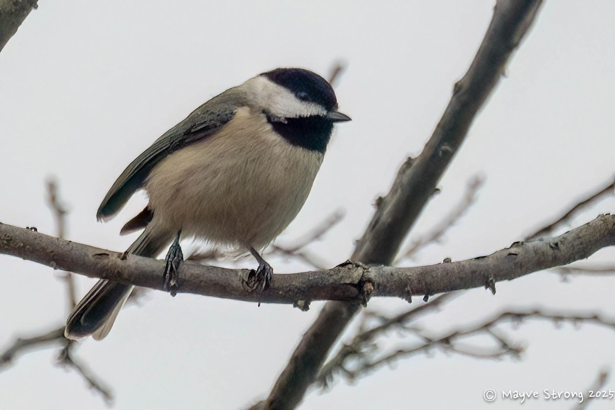 Carolina Chickadee - ML647102558