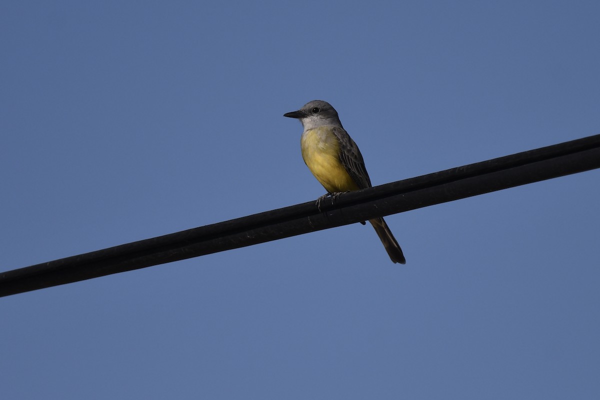 Tropical Kingbird - ML647102560