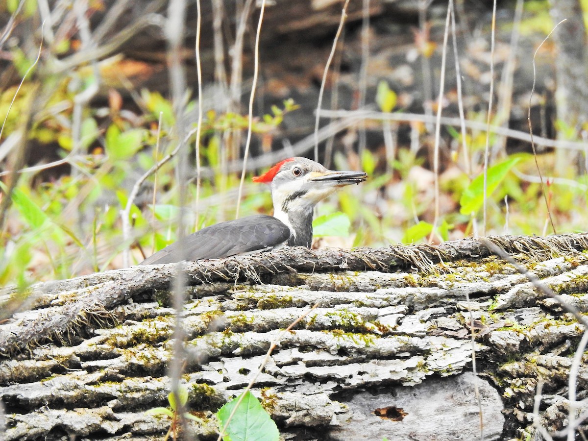 hvitbrynsvartspett - ML647102561