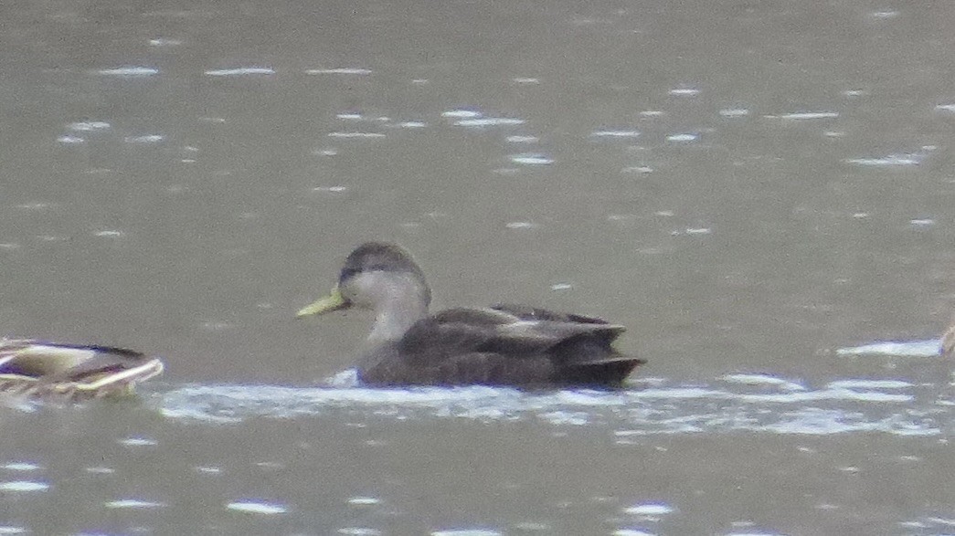 American Black Duck - ML647102580