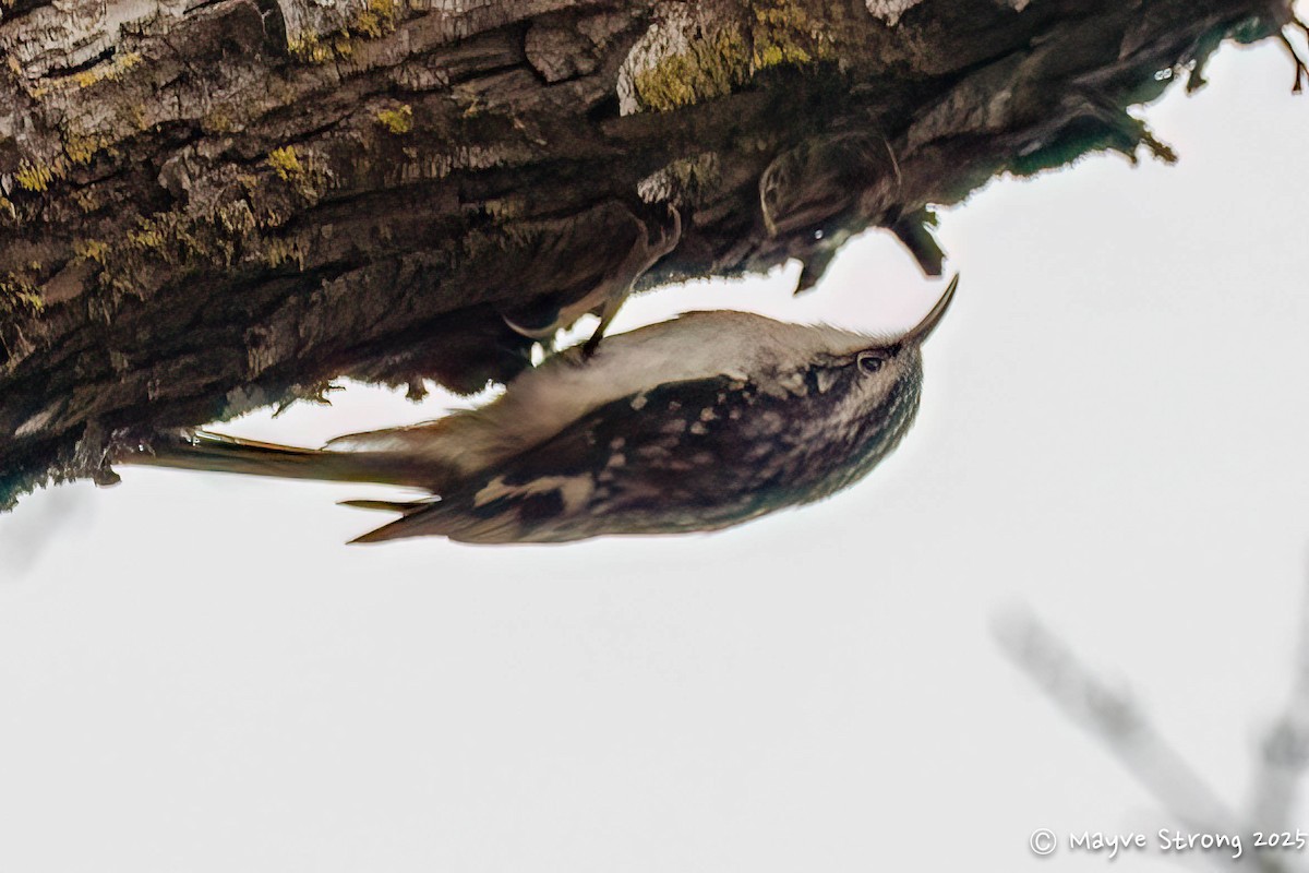 amerikatrekryper - ML647102581