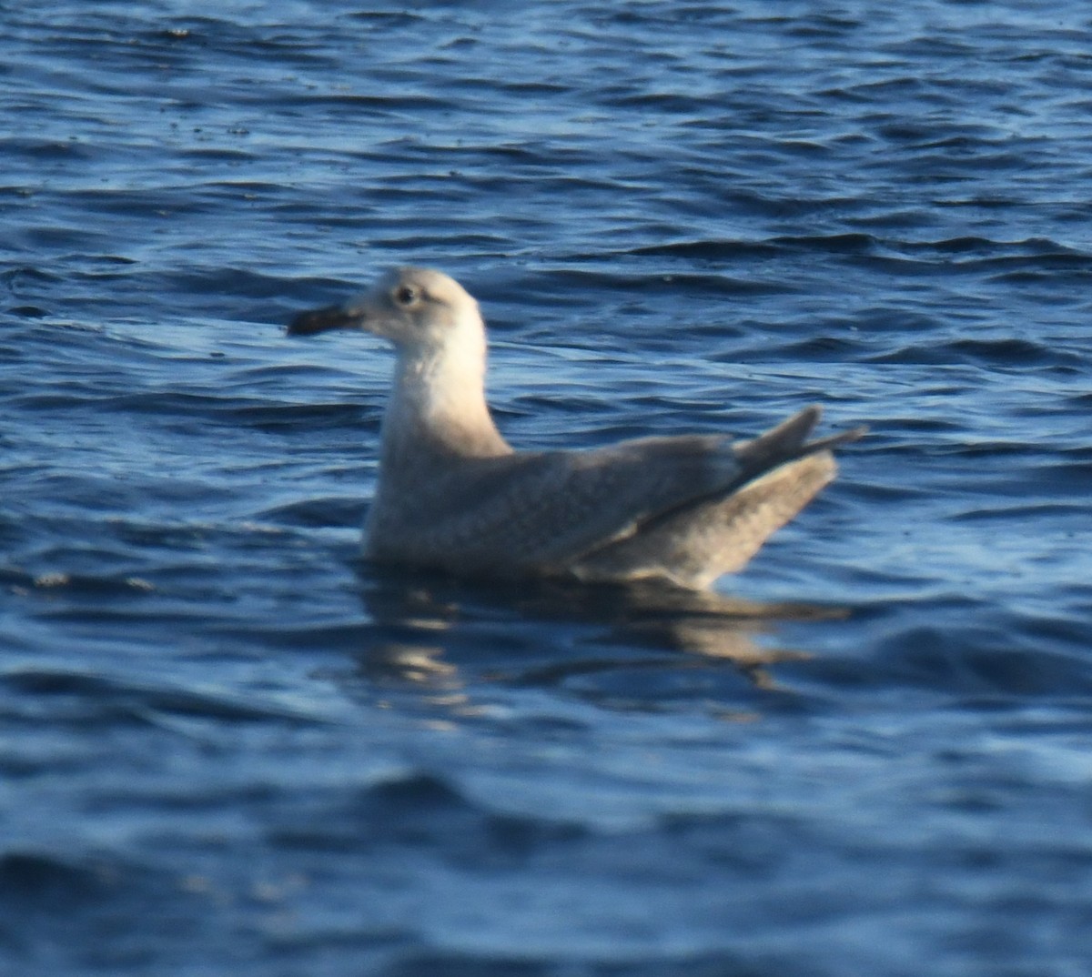 Goéland à ailes grises - ML647102589