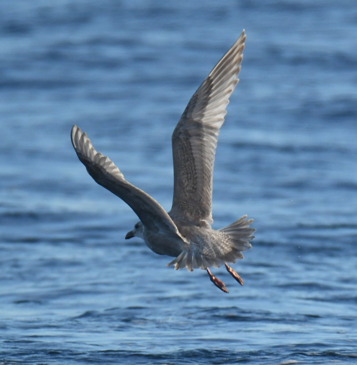 Goéland à ailes grises - ML647102591