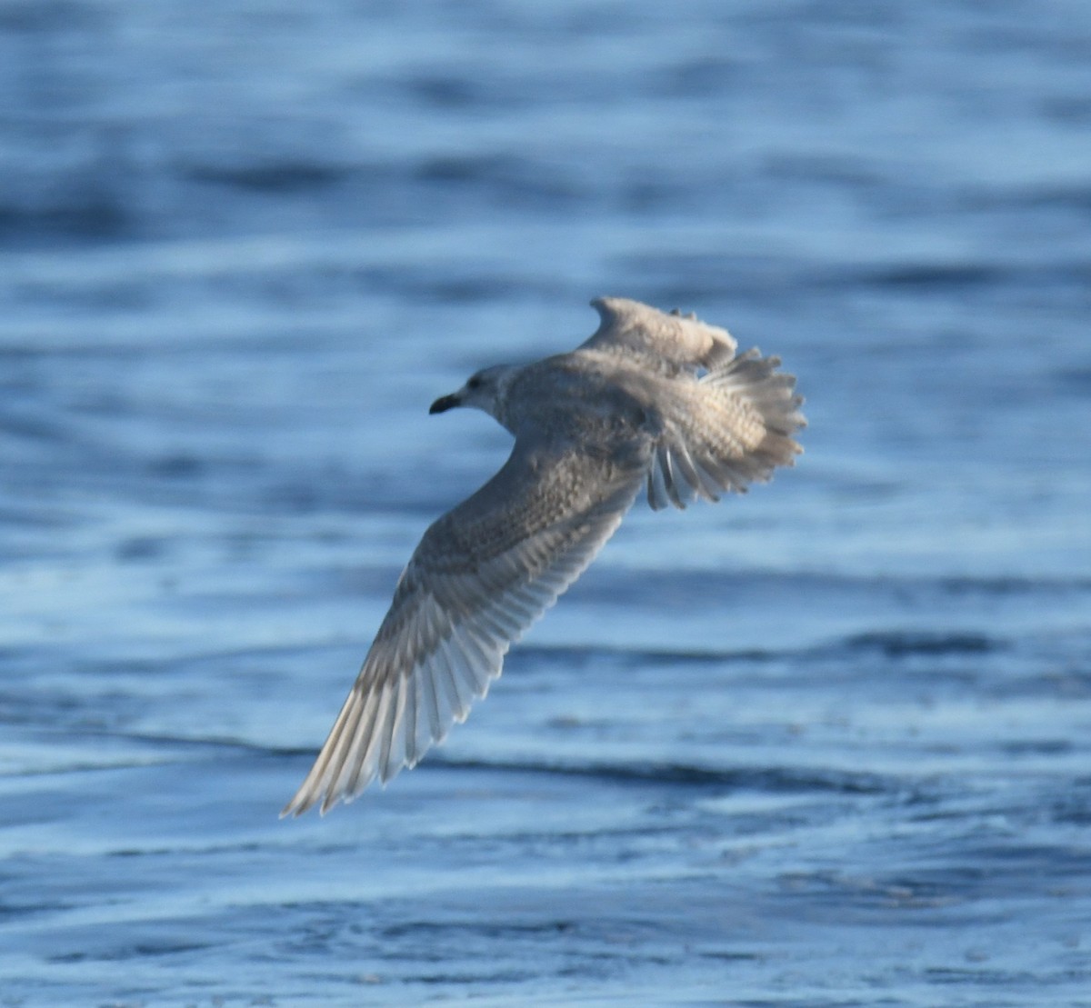 Goéland à ailes grises - ML647102592