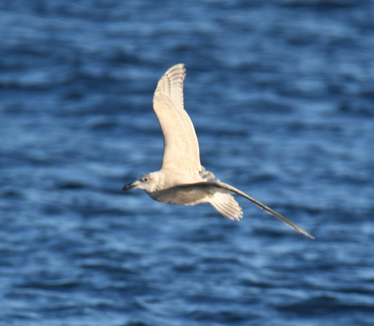 Goéland à ailes grises - ML647102593