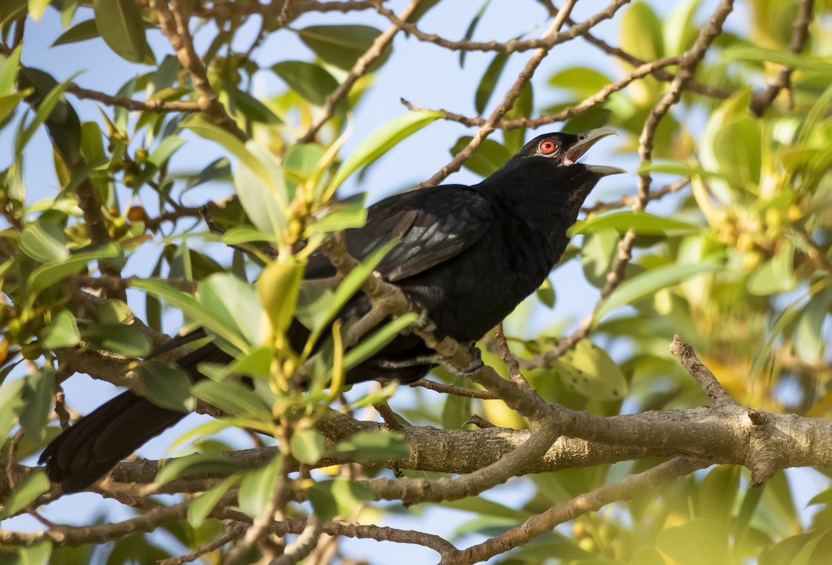 Pacific Koel - ML647102599