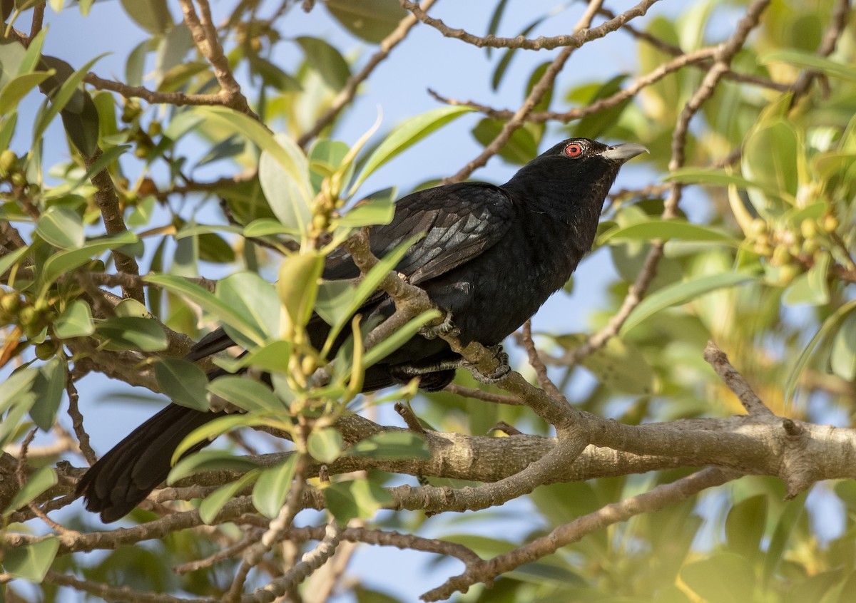 Pacific Koel - ML647102600