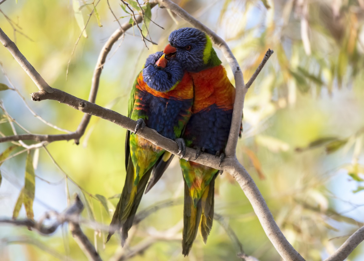 Rainbow Lorikeet - ML647102606