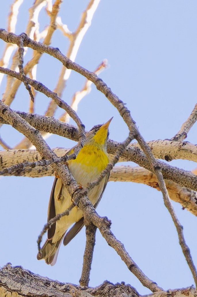 Northern Parula - ML647102607