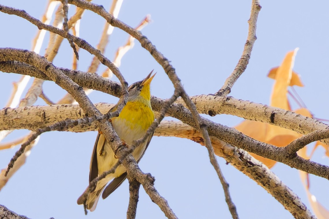 Northern Parula - ML647102608