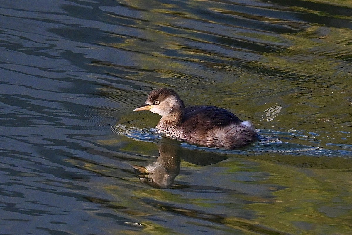 Little Grebe - ML647102616