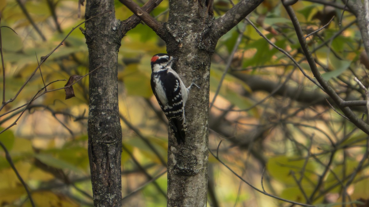 Downy Woodpecker - ML647102621