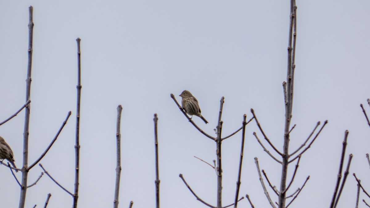 House Finch - ML647102629