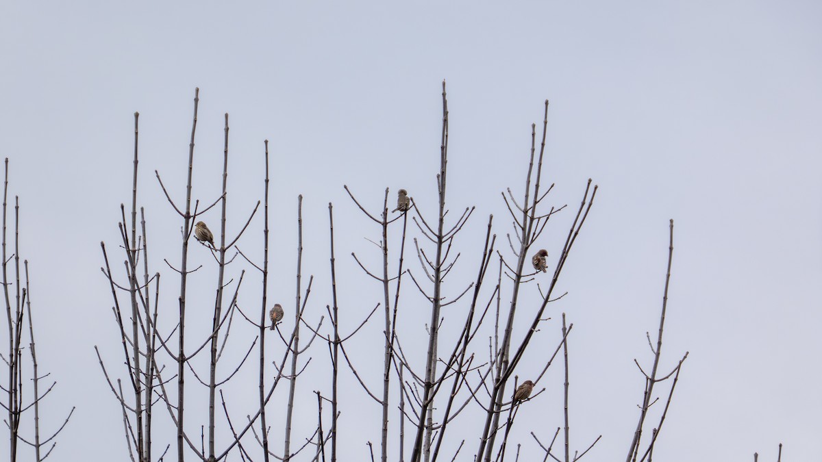 House Finch - ML647102631