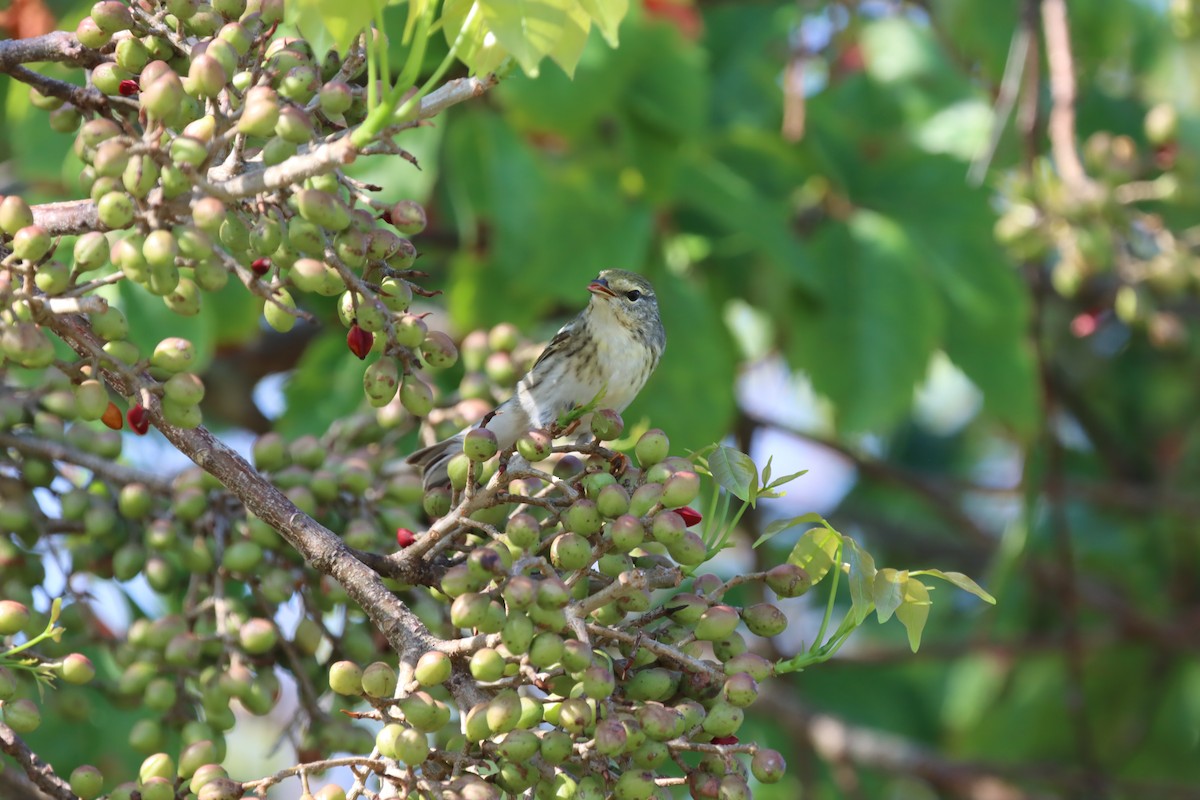 Blackpoll Warbler - ML647102633