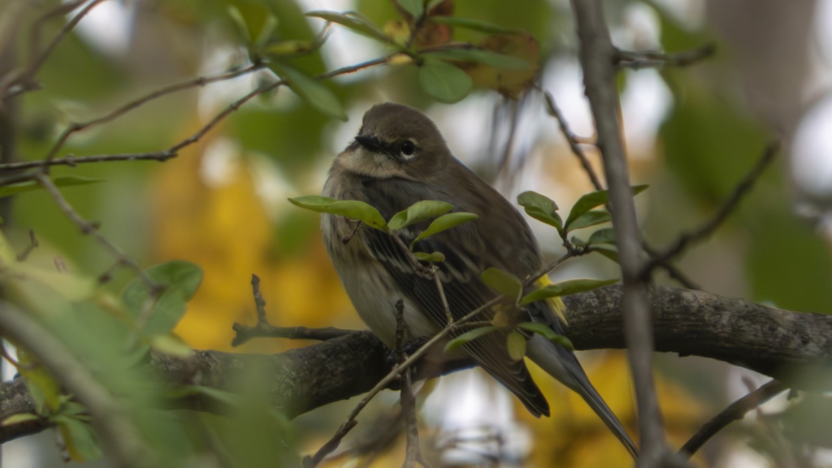Yellow-rumped Warbler - ML647102639
