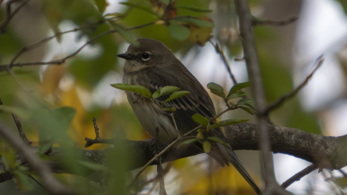 Yellow-rumped Warbler - ML647102640