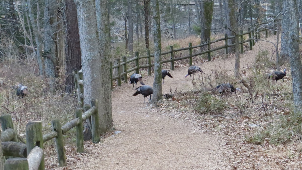 シチメンチョウ - ML647102643