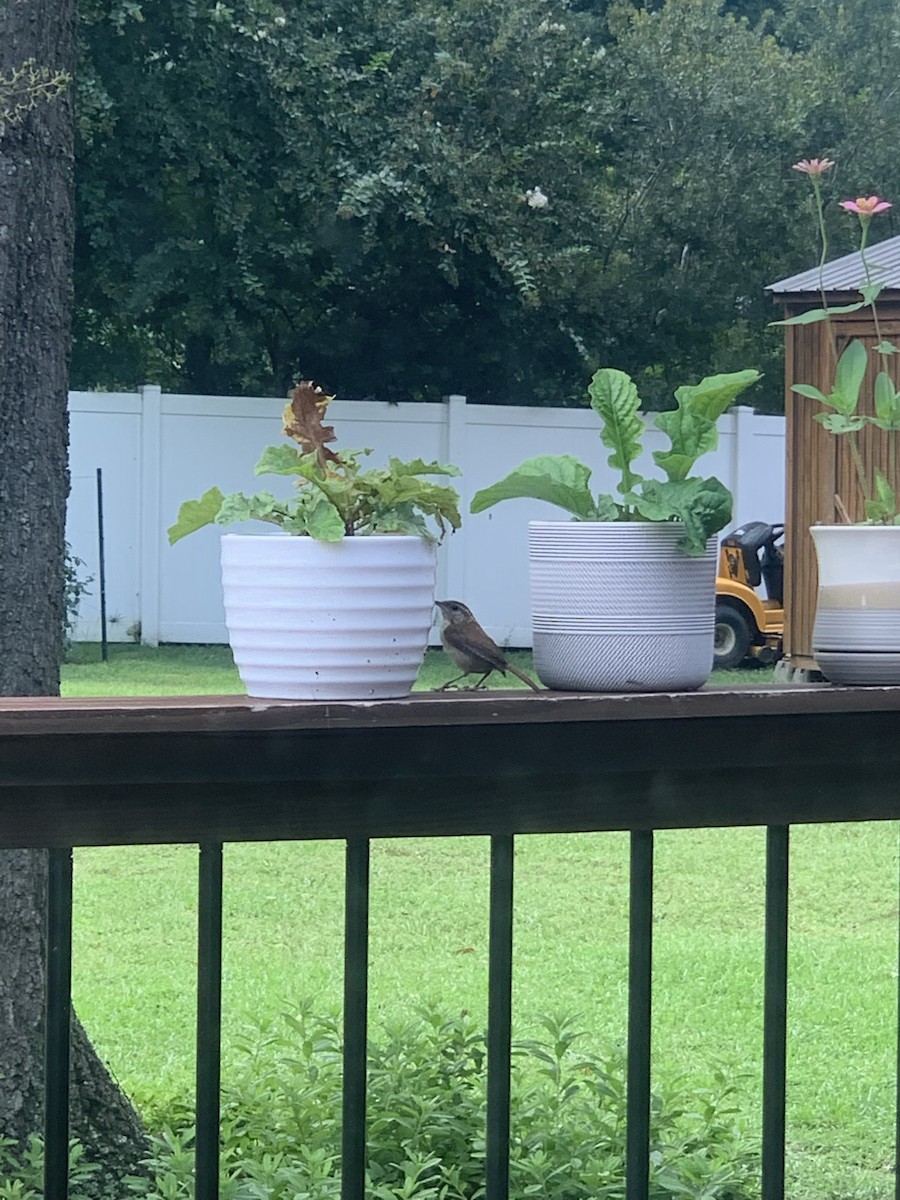 Carolina Wren - ML647102644