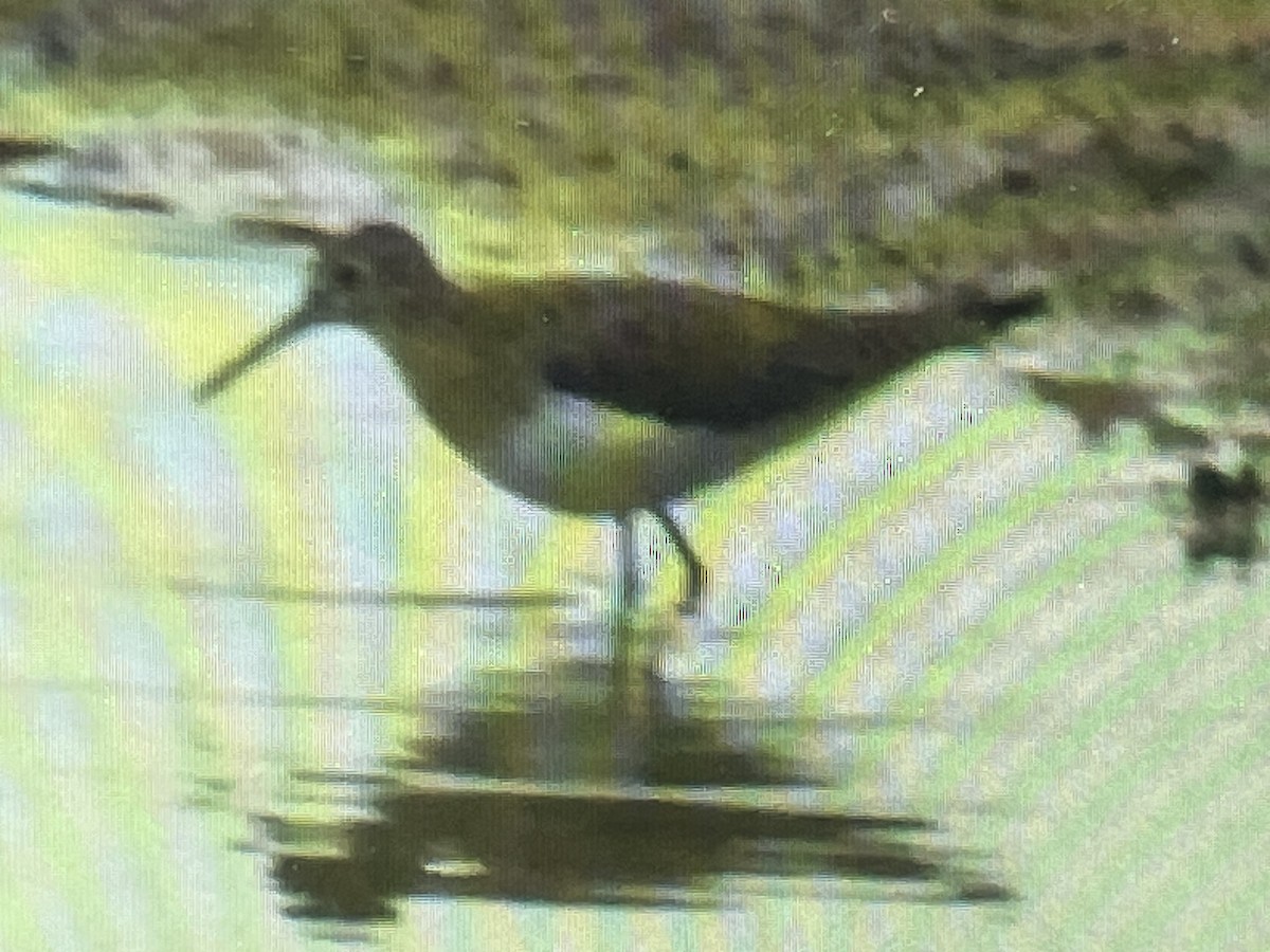 Solitary Sandpiper - ML647102661