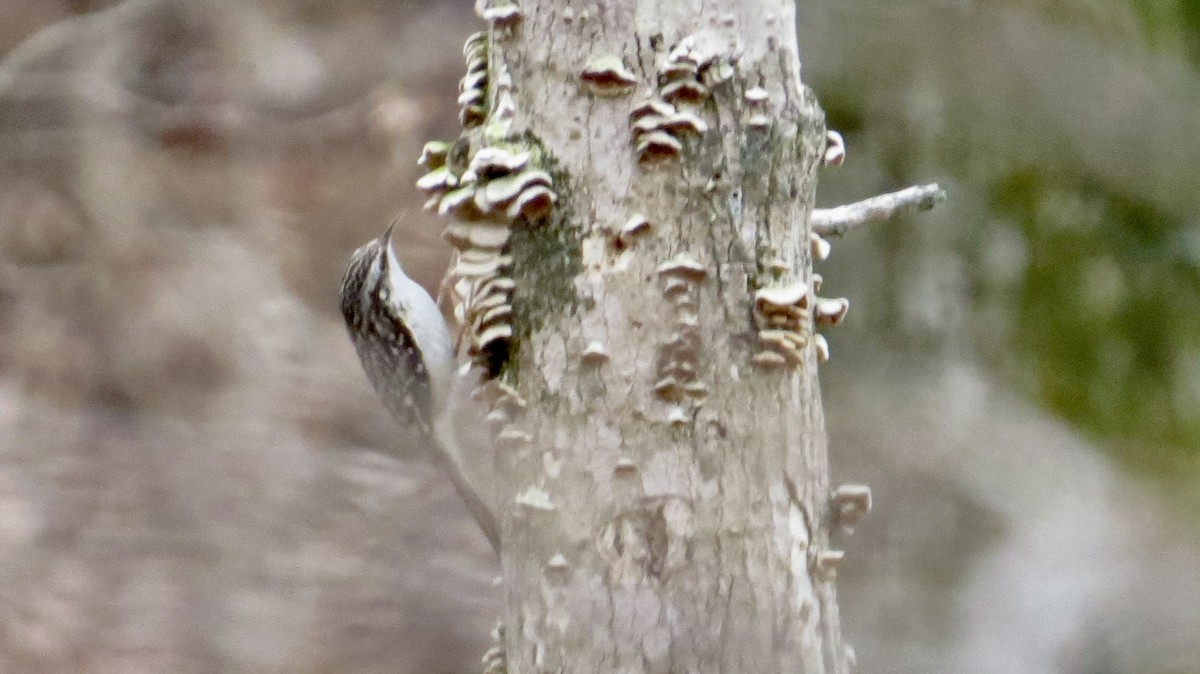 amerikatrekryper - ML647102663