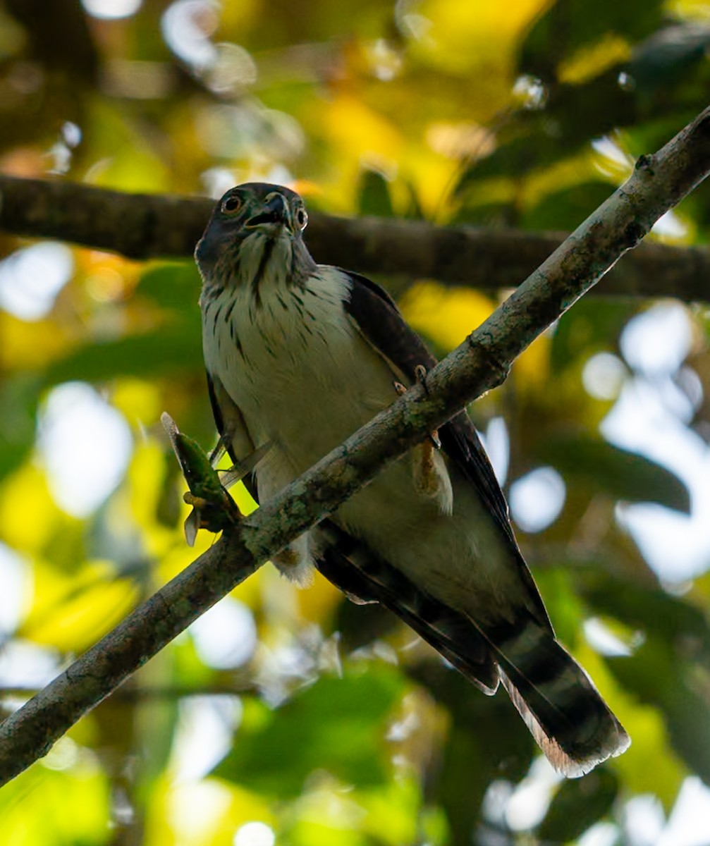 Double-toothed Kite - ML647102664