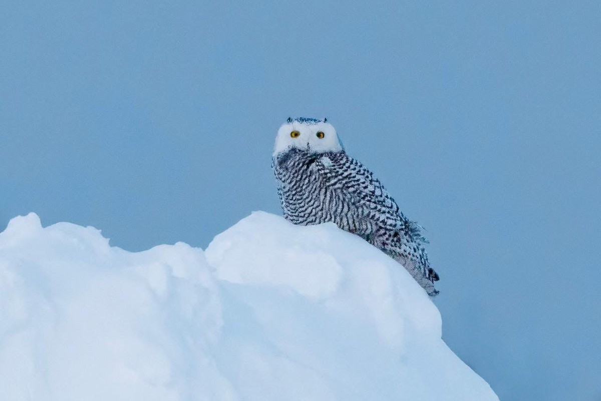 Snowy Owl - ML647102667