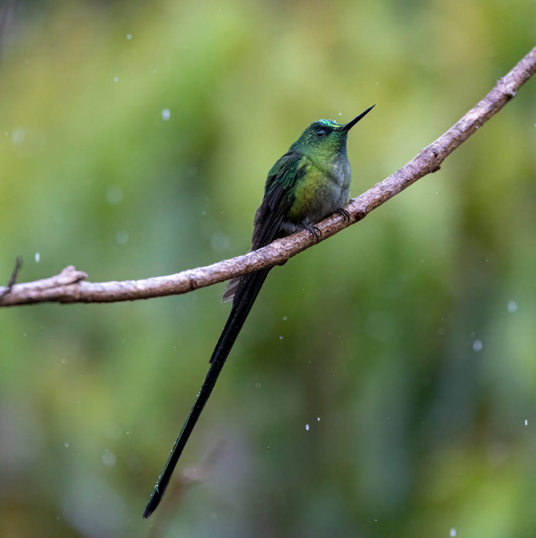 アオフタオハチドリ - ML647102668