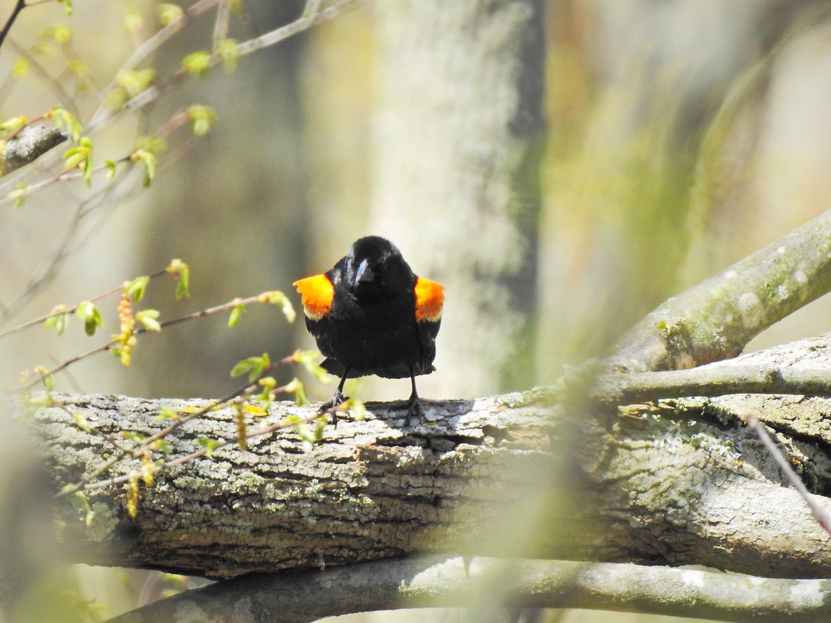 Красноплечий трупиал - ML647102679