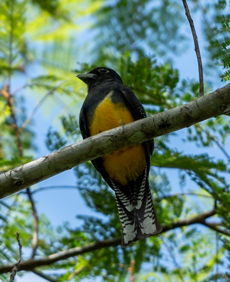 Guianan Violaceous Trogon - ML647102692