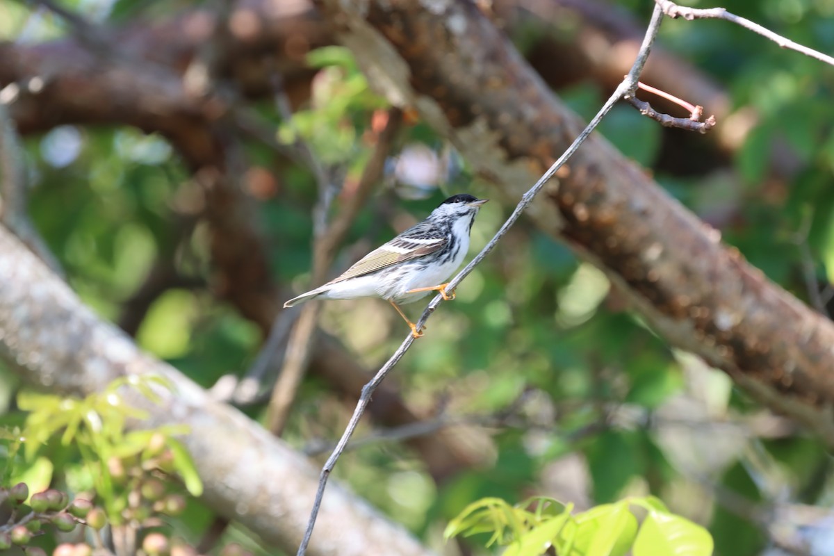 Blackpoll Warbler - ML647102707
