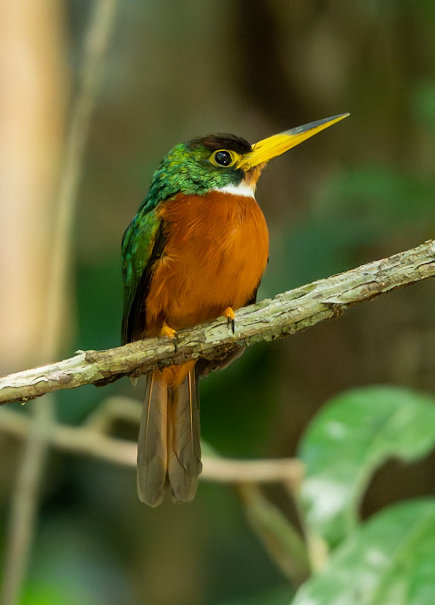 Yellow-billed Jacamar - ML647102731