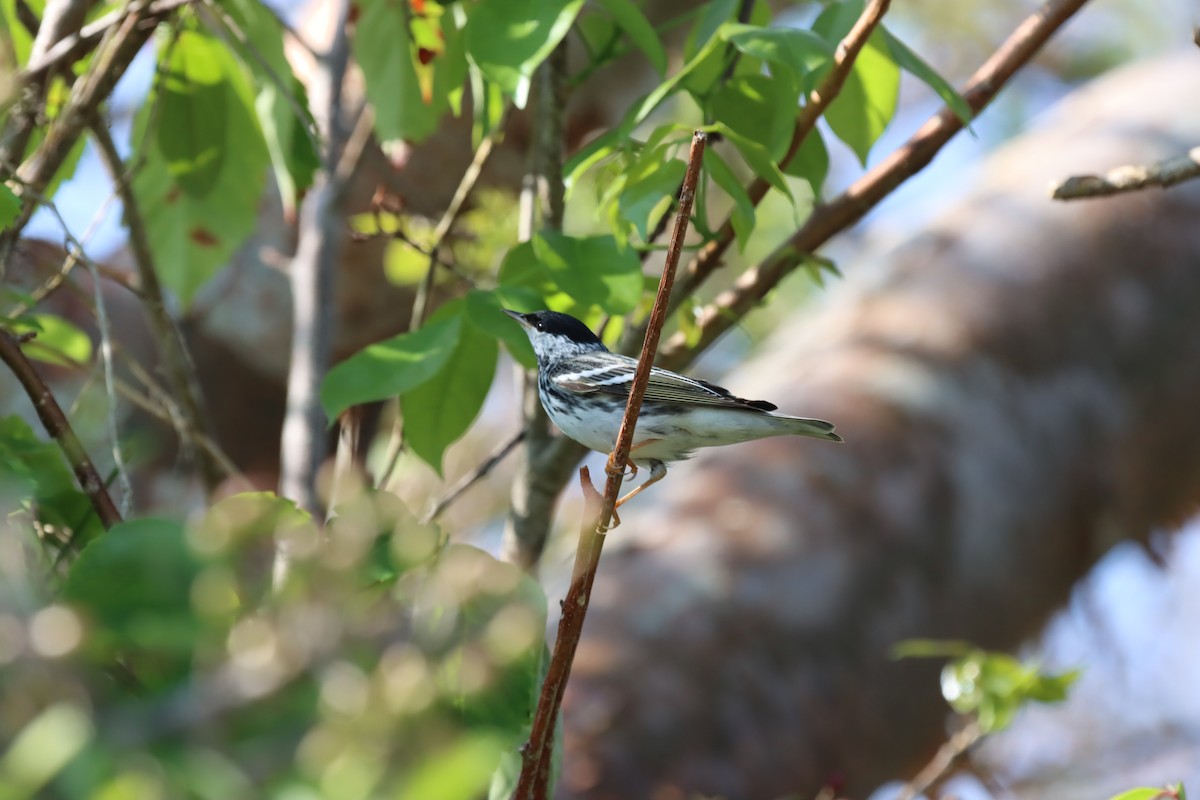 Blackpoll Warbler - ML647102734
