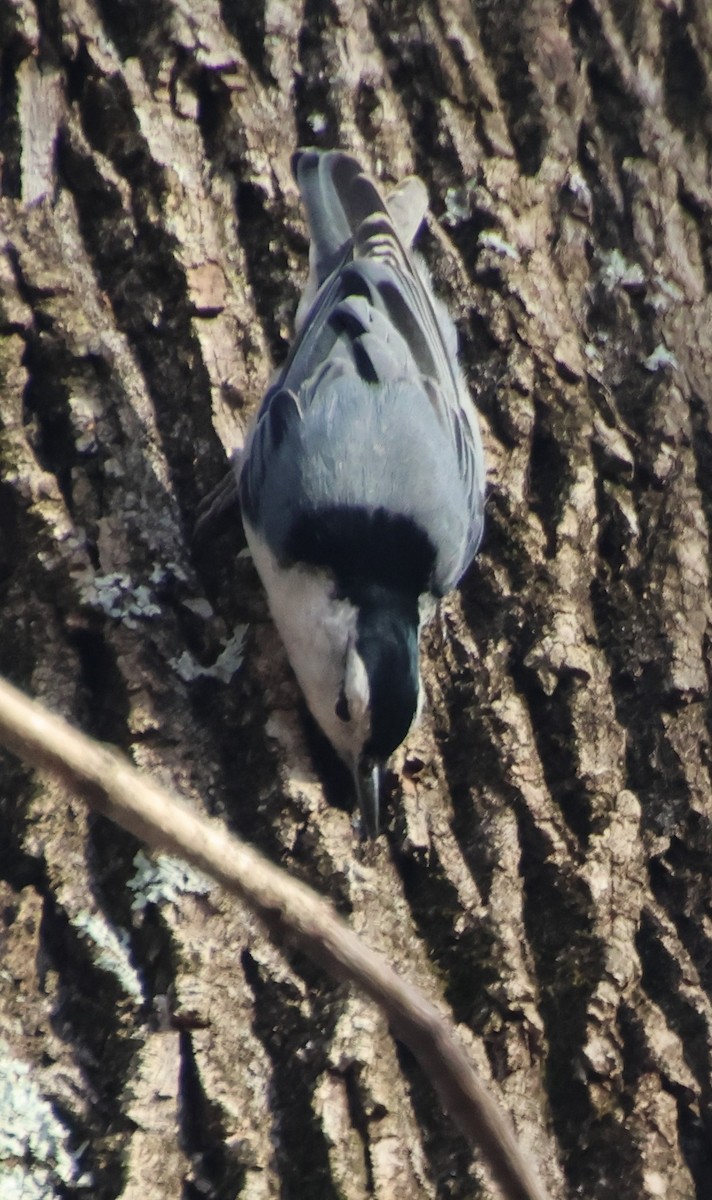 White-breasted Nuthatch - ML647102735