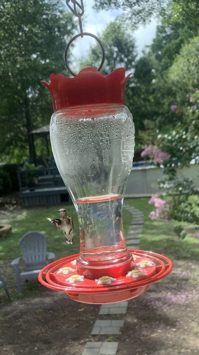 Ruby-throated Hummingbird - ML647102739