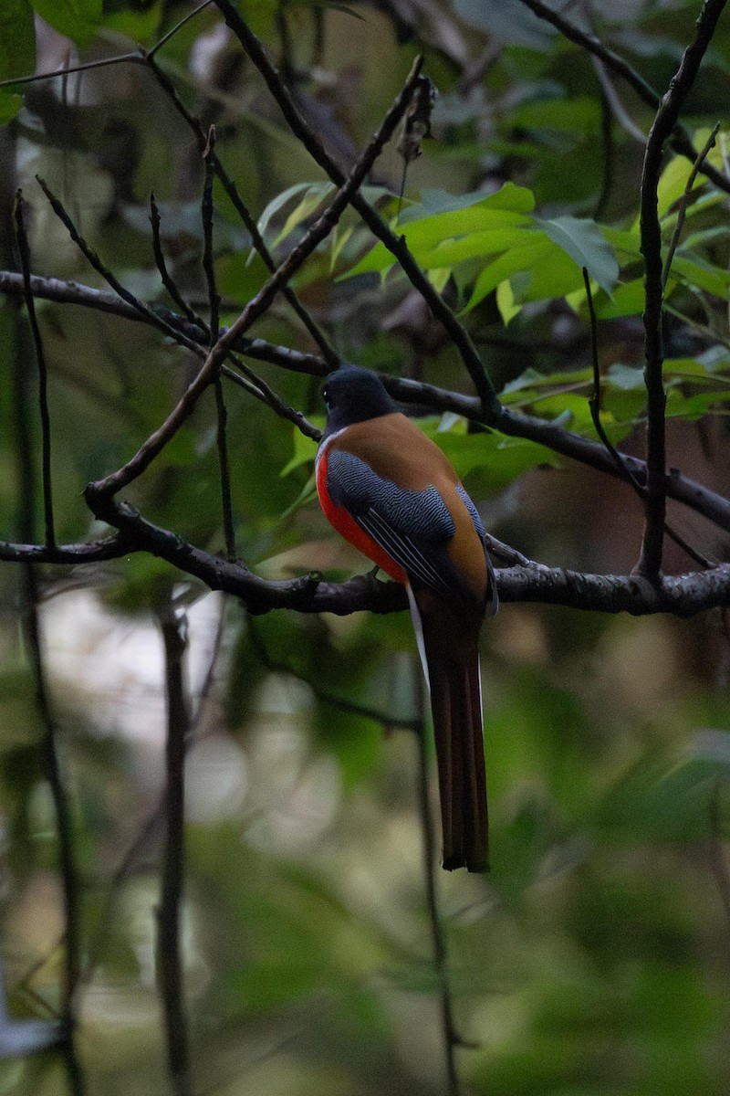 Trogon de Malabar - ML647102748