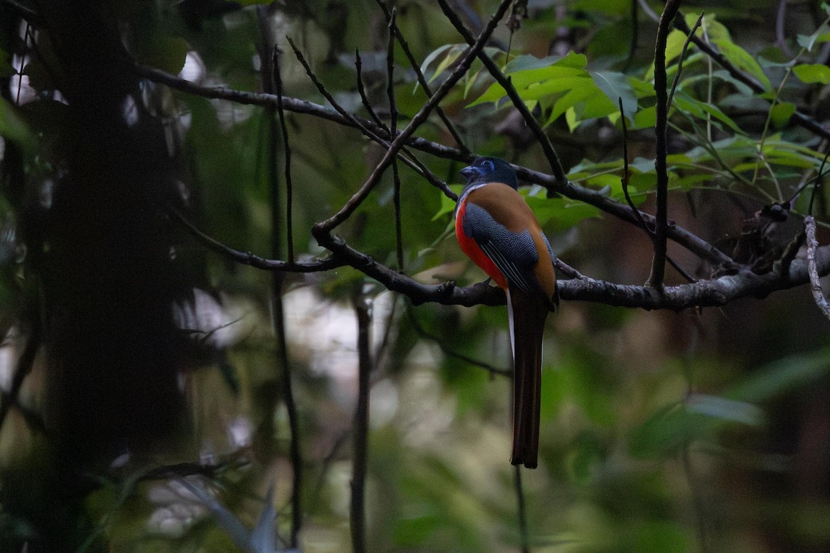 Trogon de Malabar - ML647102749