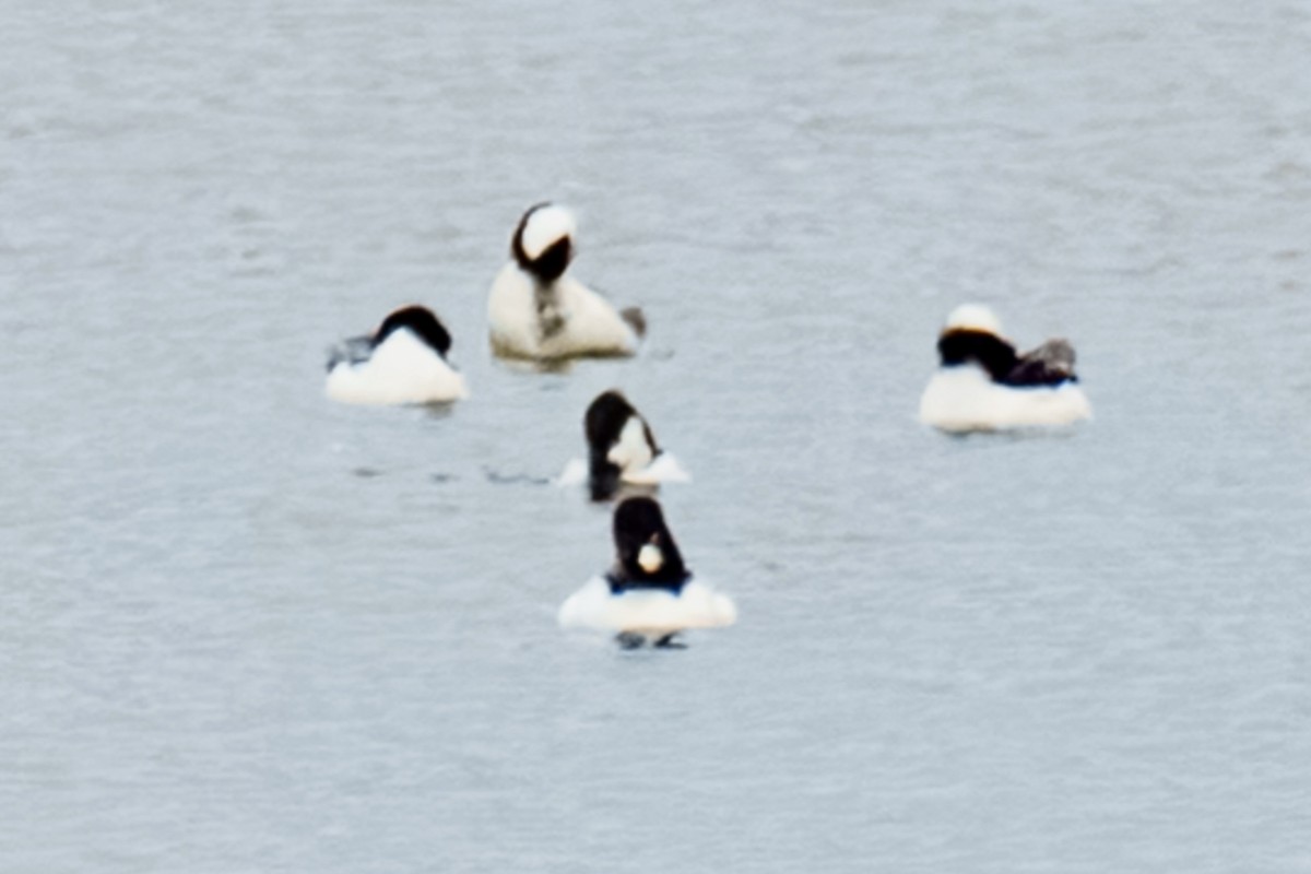 Bufflehead x Common Goldeneye (hybrid) - ML647102752