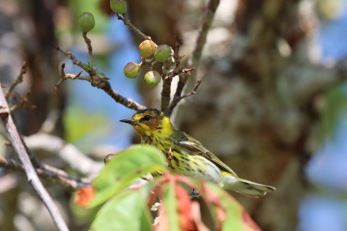Cape May Warbler - ML647102757