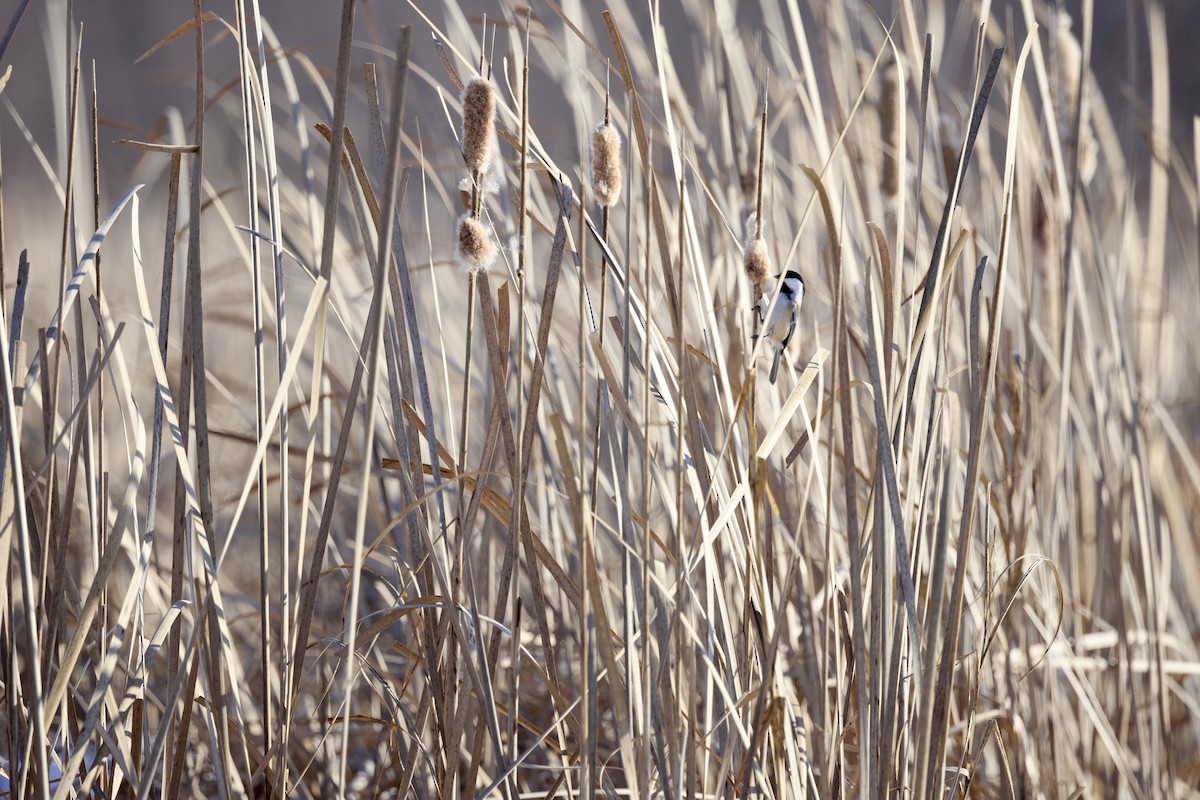 Гаїчка світлокрила - ML647102761