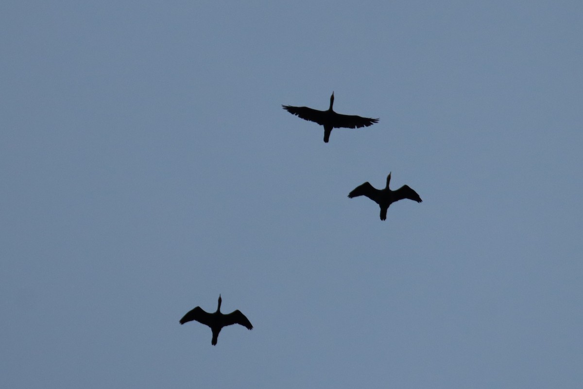 Double-crested Cormorant - ML647102766