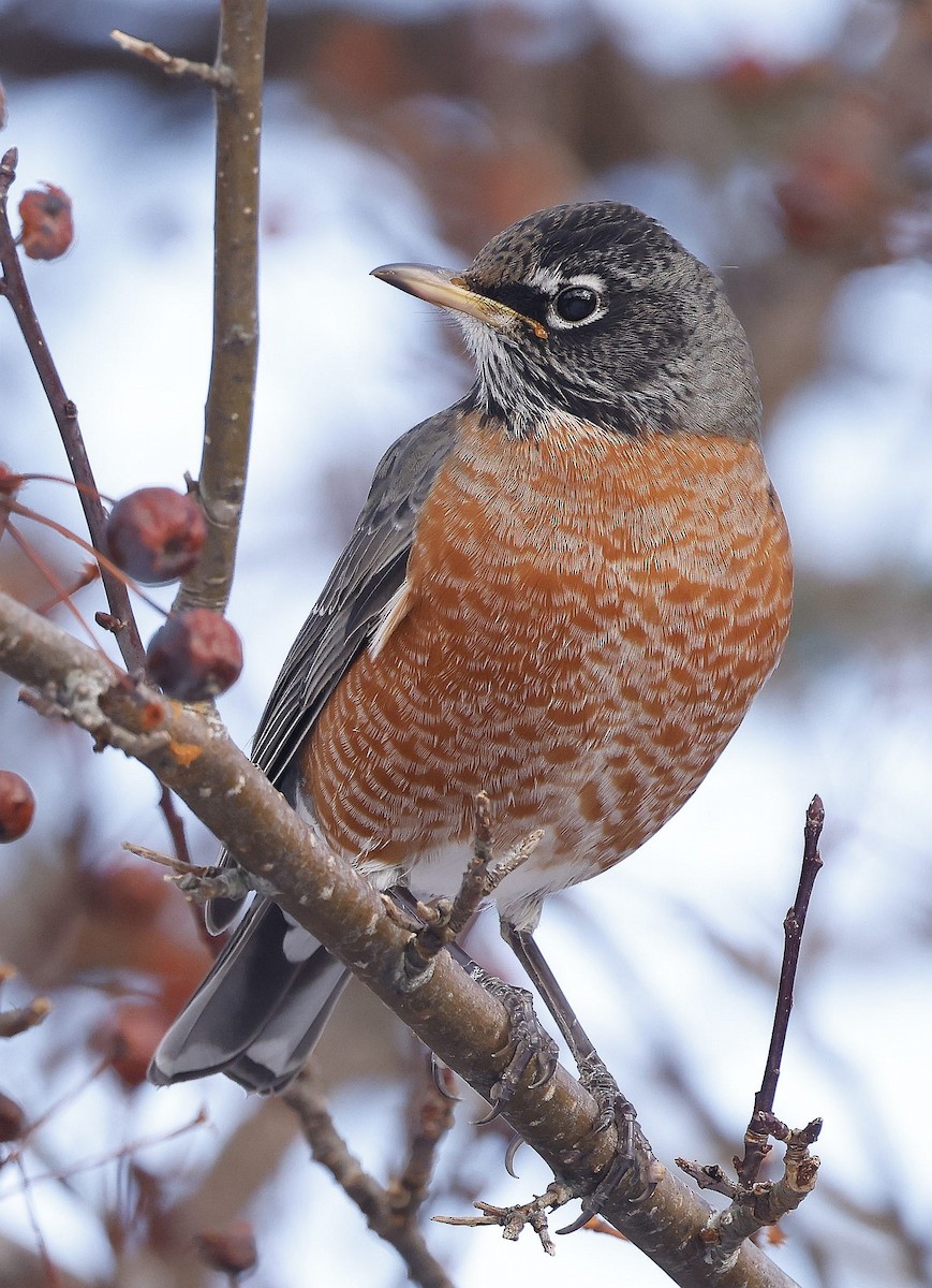 קיכלי נודד - ML647102775