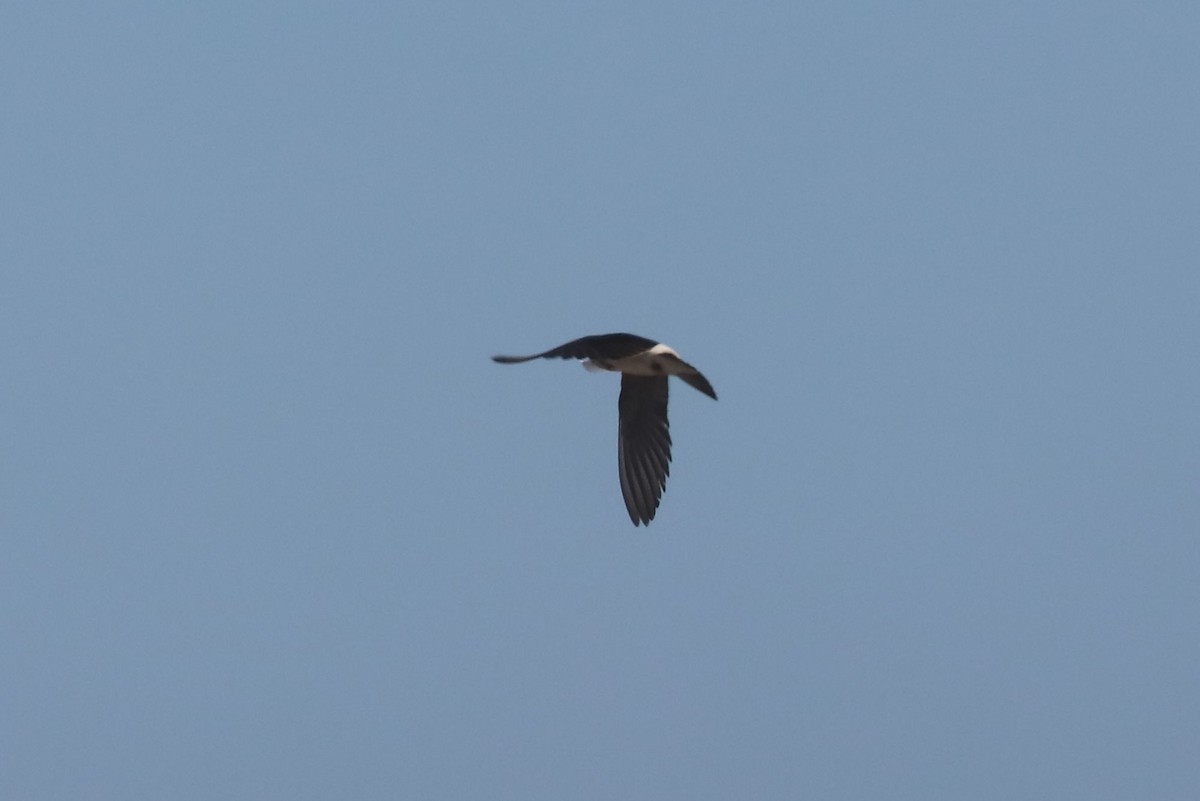 Chilean Swallow - ML647102787